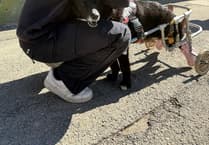 Bodmin dog behaviourist champions Romanian shelter's no-kill success