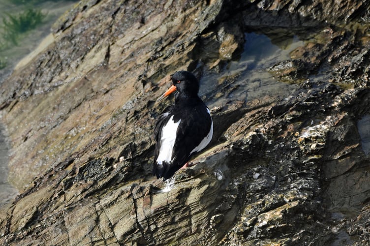 An Oystercatcher was another species spotted