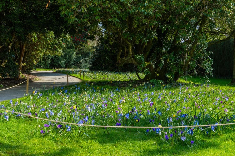 An enormous wave of spring flowers begins to bloom at Heligan.