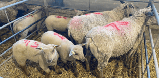 Truro Livestock Market Report: Wednesday, March 25