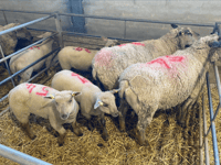 Truro Livestock Market Report: Wednesday, March 25