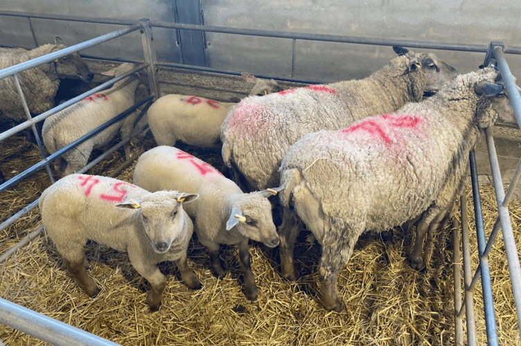 Cracking Charollais double couples from Mr G Nickells to £385.