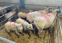 Truro Livestock Market Report: Wednesday, March 25