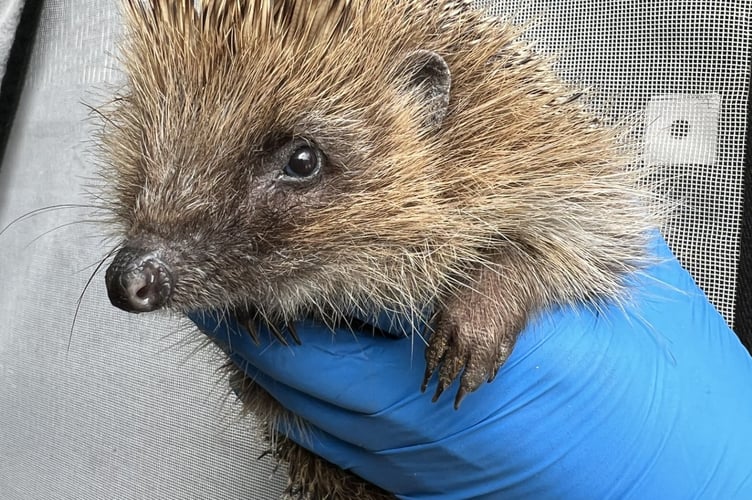 The facility will significantly expand the charity’s capacity for admissions, treatment and rehabilitation