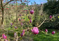 New book about magnificent magnolias at Caerhays