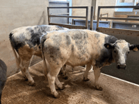 Truro Livestock Market Report: Wednesday, April 1