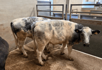 Truro Livestock Market Report: Wednesday, April 1