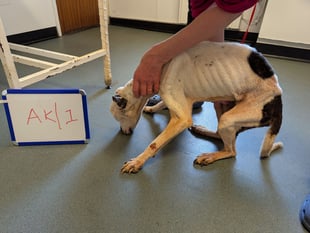 Eight-year ban for owner after dog left to suffer