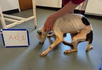 Eight-year ban for owner after dog left to suffer