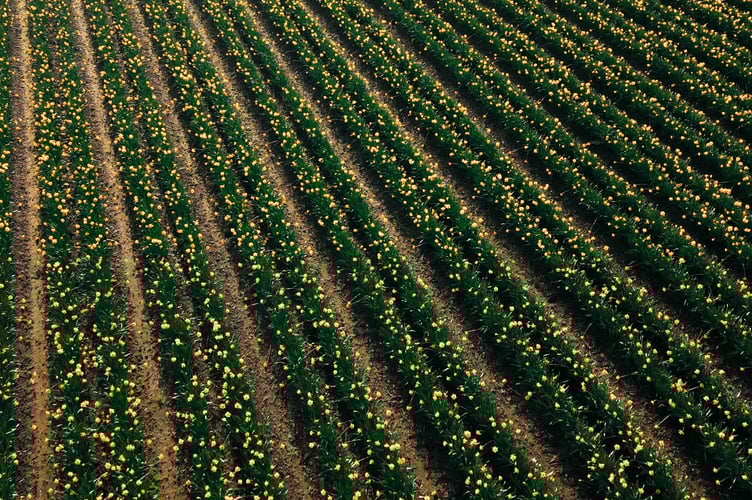 M&S x Varfell Farms Daffodils 