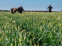 Cornish daffodils flourish despite record rainfall