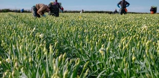 Cornish daffs - a flourish of spring 