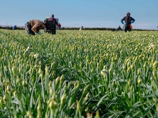 Cornish daffodils flourish despite record rainfall