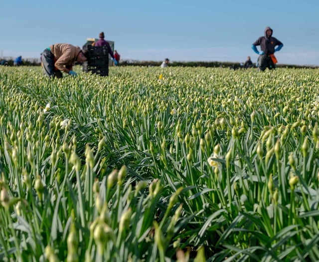 Cornish daffodils flourish despite record rainfall