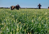 Cornwall's daffodils thrive despite challenges