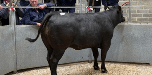 Truro Livestock Market Report: Wednesday, April 8