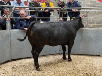 Truro Livestock Market Report: Wednesday, April 8