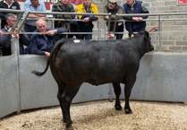 Truro Livestock Market Report: Wednesday, April 8