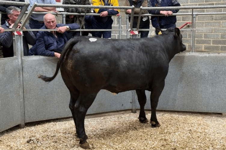 Top price 400p/kg for Mr R H Eddy of Tehidy, Camborne.