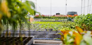 Geothermal energy could transform Cornwall agrifood