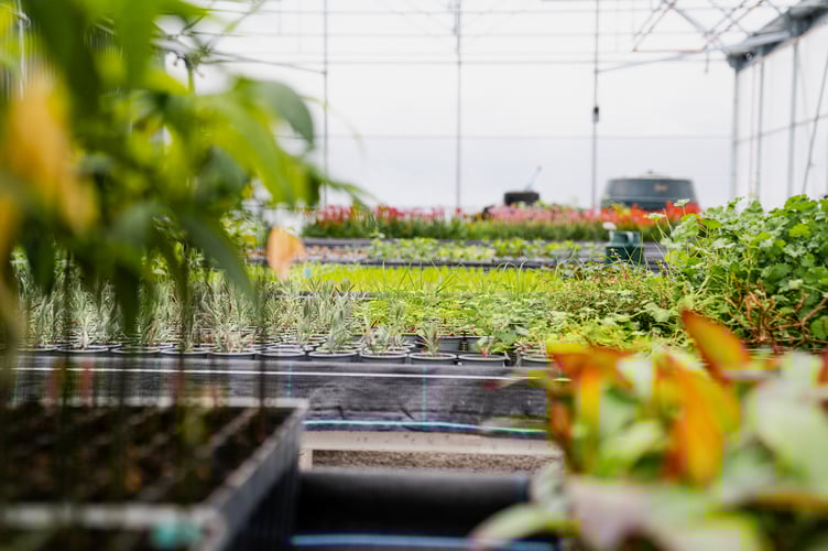 Plants grown with geothermal heat at the Eden Project. (Picture: Eden Project)