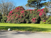 Charity garden event to be held in the heart of Camborne