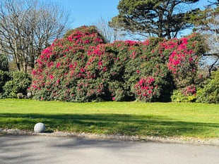 Charity garden event to be held in the heart of Camborne