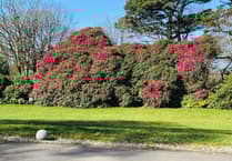 Charity garden event to be held in the heart of Camborne