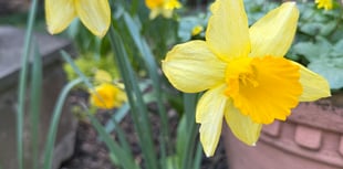 Our Man in the USA: Ian Houston