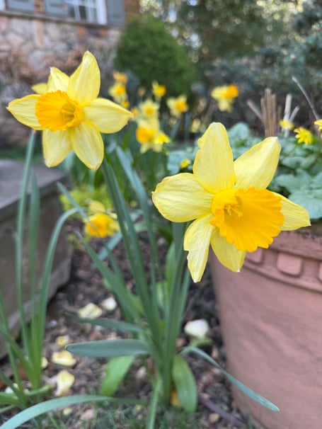 Ian Houston's Garden.