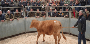 Truro Livestock Market Report: Wednesday, April 15