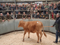 Truro Livestock Market Report: Wednesday, April 15