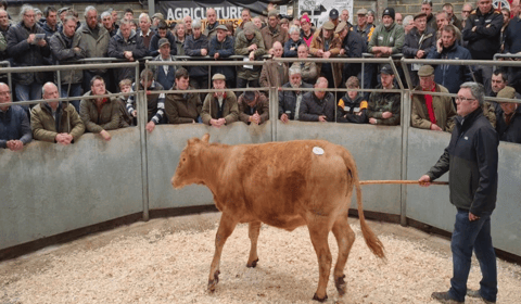 Truro Livestock Market Report: Wednesday, April 15