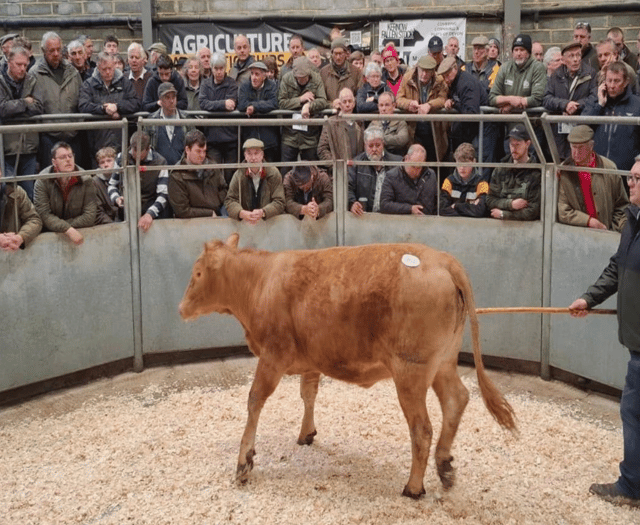 Truro Livestock Market Report: Wednesday, April 15