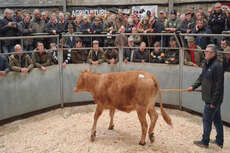 13 month old Breeding South Devon heifers to £2550 & £2420 in from
Messrs P S & A P Rowe of Liskeard.