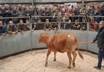 Truro Livestock Market Report: Wednesday, April 15