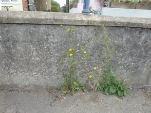 Cornwall glyphosate row deepens as MPs intervene