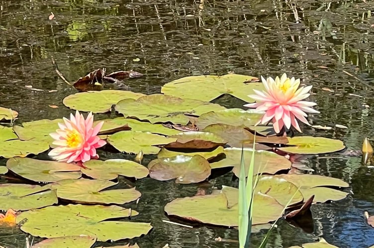 Lanjeth Nursery and Water Gardens.