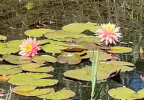 Special charity event to be held at St Austell gardens