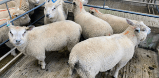 Truro Livestock Market Report: Wednesday, April 22