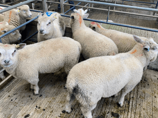 Truro Livestock Market Report: Wednesday, April 22
