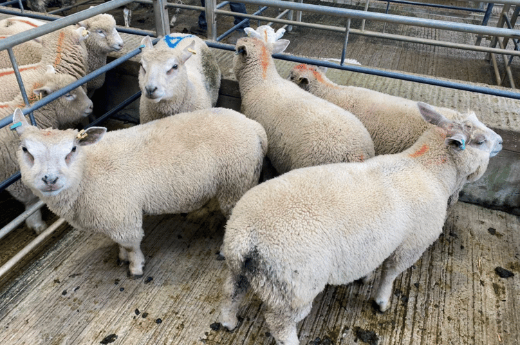 £210.00 for 55.00kg Spring lambs from Mr T Bingham of Truro.