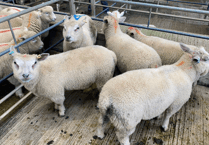 Truro Livestock Market Report: Wednesday, April 22
