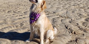 Participants sought for charity dog walk event