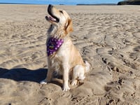 Participants sought for charity dog walk event