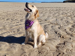 Participants sought for charity dog walk event