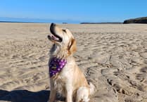 Support charity with a May dog walk