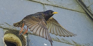 Residents encouraged to take part in nest box survey