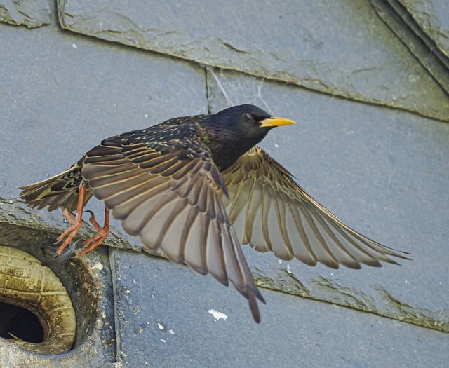 Residents encouraged to take part in nest box survey