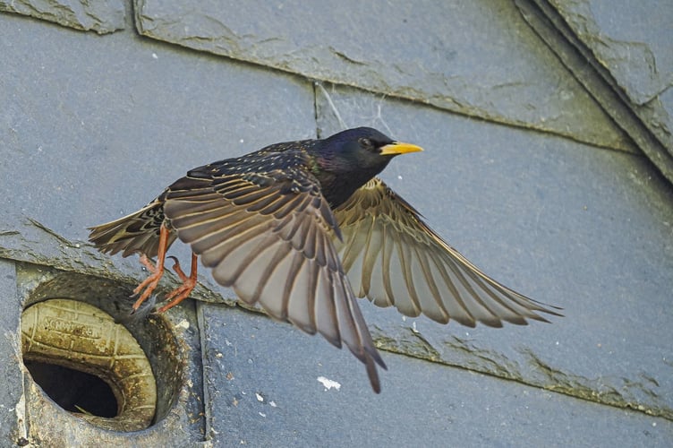 Starling  (Picture: Hugh Hastings)
